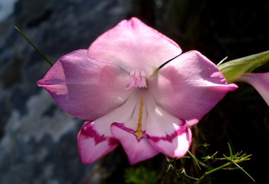 Gladiolus inflatus banded tepal markings